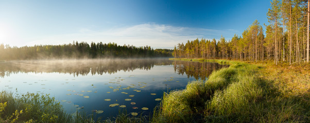 Serene morning at forest pond