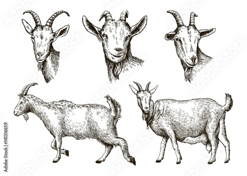 Fotografía sketch of goat drawn by hand. livestock. animal grazing