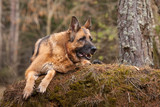 Fototapeta Dziecięca - Elderly German shepherd dog lies in a coniferous forest