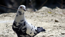 Spotted Pigeon 