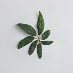 Creative minimal arrangement of leaves on bright white background. Flat lay. Nature concept.