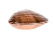 Fresh Smooth clam - Fasolara - Callista chione shell isolated.