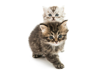 Poster - Little fluffy kitten isolated