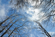 Looking Up Through Trees To A Blue Sky. Tree Branches Covered With Snow. Forest In Winter