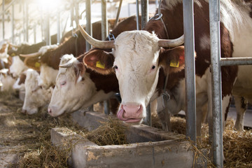 Canvas Print - Cows feeding in stable