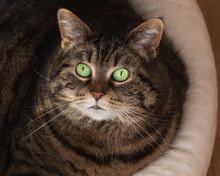 Round Tabby Cat With Big Green Eyes Looking Up