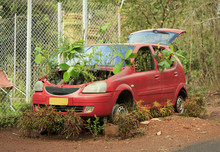 An Abandoned Red Car With Germinated Plants Under The Hood