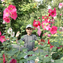 Boy And Flowers