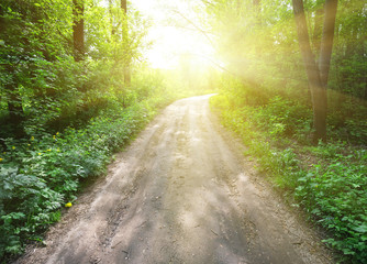 Wall Mural - country road in a green forest leading to sun