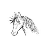 Fototapeta Konie - Hand drawing horse head 