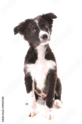 border collie 3 months