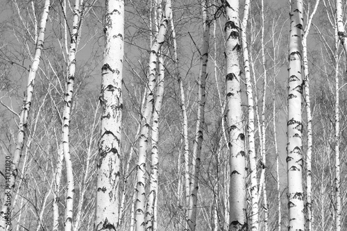 Fototapeta na wymiar birch forest, black-white photo