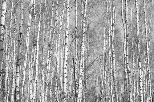 Tapeta ścienna na wymiar birch forest, black-white photo