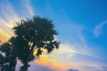  summer with evening sky