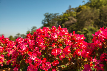 Canvas Print - Red flowers with garden in winter