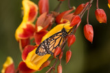 Fototapeta  - orange monarch butterfly sitting on beautiful blooming red and yellow orchid flower in botanical greenhouse garden