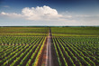 Vineyard with rows of grapes growing under a blue sky