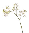 Small white gypsophila flowers