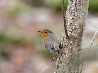 Robin - Erithacus rubecula