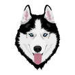 Black and white Siberian husky with blue eyes and sticking out tongue. Hand drawn portrait of dog. Vector illustration