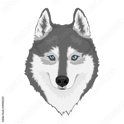 Naklejka na meble Szary i biały pies husky - ilustracja