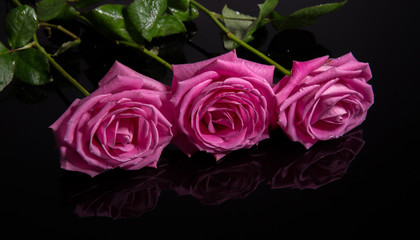 Wall Mural - pink roses isolated on black background. mother's, valentines, women's, wedding day. top view with c