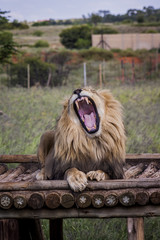 Wall Mural - Lion - the majestic creature 