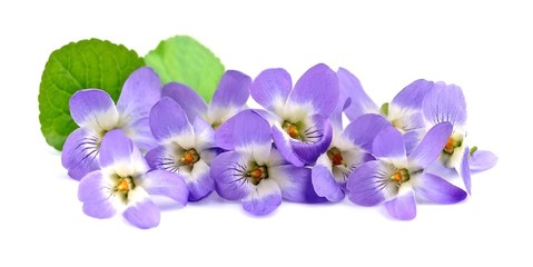 Wall Mural - Bouquet of violets flowers.