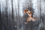 Fototapeta Las - Nova Scotia Duck Tolling Retriever breed dog high jumping outdoors
