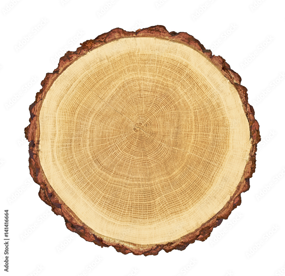smooth cross section brown tree stump slice with age rings cut fresh from the forest with wood grain isolated on white - obrazy, fototapety, plakaty 