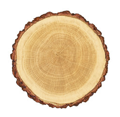 smooth cross section brown tree stump slice with age rings cut fresh from the forest with wood grain