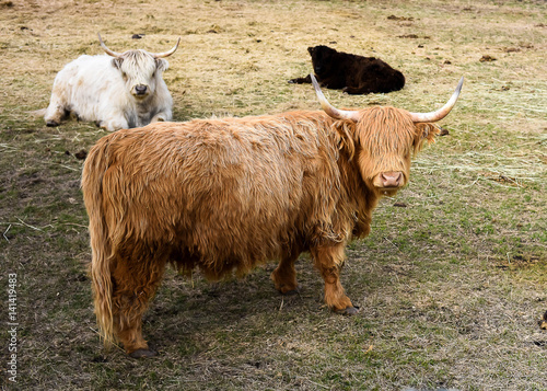 Barnyard Scottish Highland Cattle And Long Haired Sheep Buy This