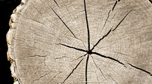 Neutral Brown Tree Rings Textured Surface With Cracks. Round Large Tree Trunk Outside In Nature