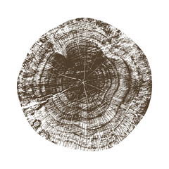 Wooden stump isolated on the white background. Round cut down tree with annual rings as a wood texture. Cross section of large tree.