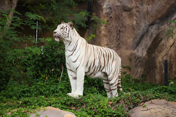 White asian bengal tiger standing