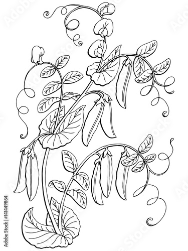 Pea graphic bush black white isolated sketch illustration vector - Buy ...