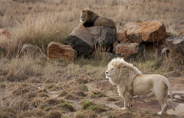 Wall Mural - Lion - Majestic creatures 