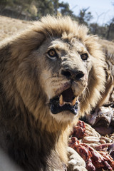 Wall Mural - Lion having dinner 