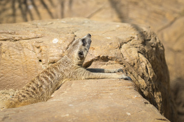 Wall Mural - Image of a meerkat or suricate on nature background. Wild Animals.