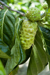 some noni fruit