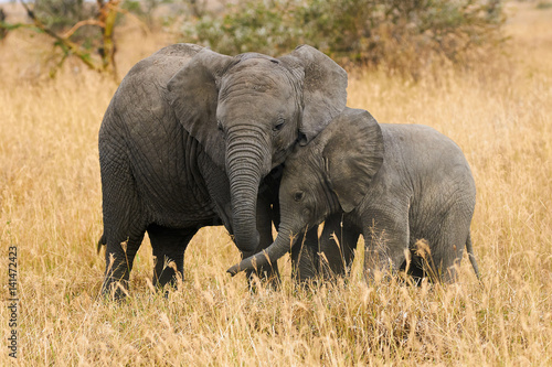 Photo  The two brothers elephants