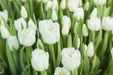 Fototapeta Tulipany - beautiful white tulips in the garden. it is possible to use for postcards