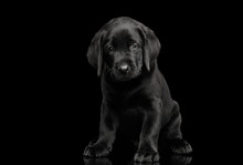 Cute Labrador Retriever Puppy Sitting And Looking Sad In Camera Isolated On Black Background, Front View