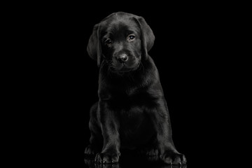 Wall Mural - Gorgeous labrador Retriever puppy Sitting and looking sad in camera isolated on black background, front view