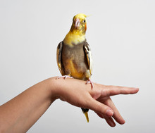 Colorful Parrot Bird (Corella/Nymphicus) Sitting On The Woman's Hand Isolated On Gray Background