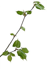Wall Mural - young linden tree