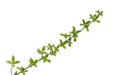 Wall Mural - branch of forest plants