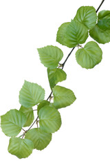 Wall Mural - birch branch