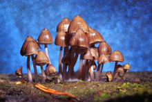 Small Poisonous Mushrooms Toadstool Group Psilocybin