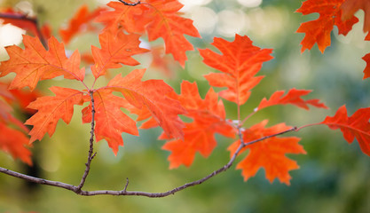 Canvas Print - autumn landscape in park beautiful red maple leaves. shallow depth of field, soft focus photo
